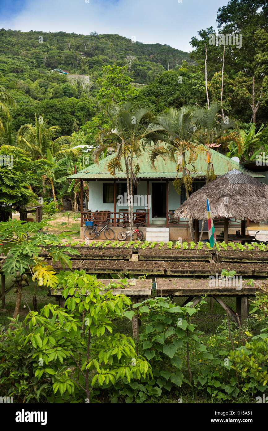 Die Seychellen, La Digue, Landwirtschaft, Pflanzen wachsen auf Bauernhof Stockfoto
