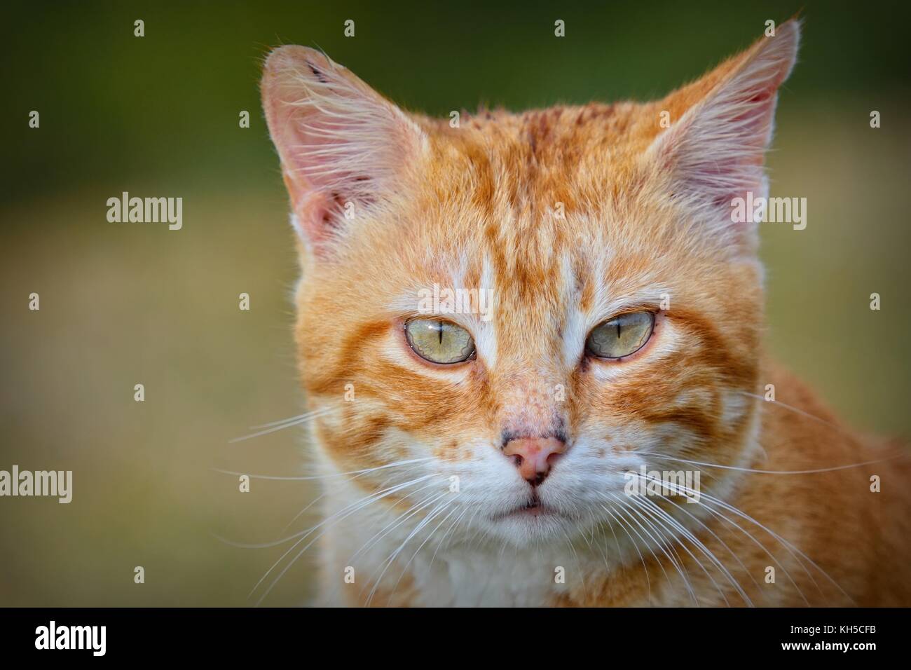 Nahaufnahme von roten und weißen Haaren Katze Kamera schaut. unscharfen Hintergrund Stockfoto