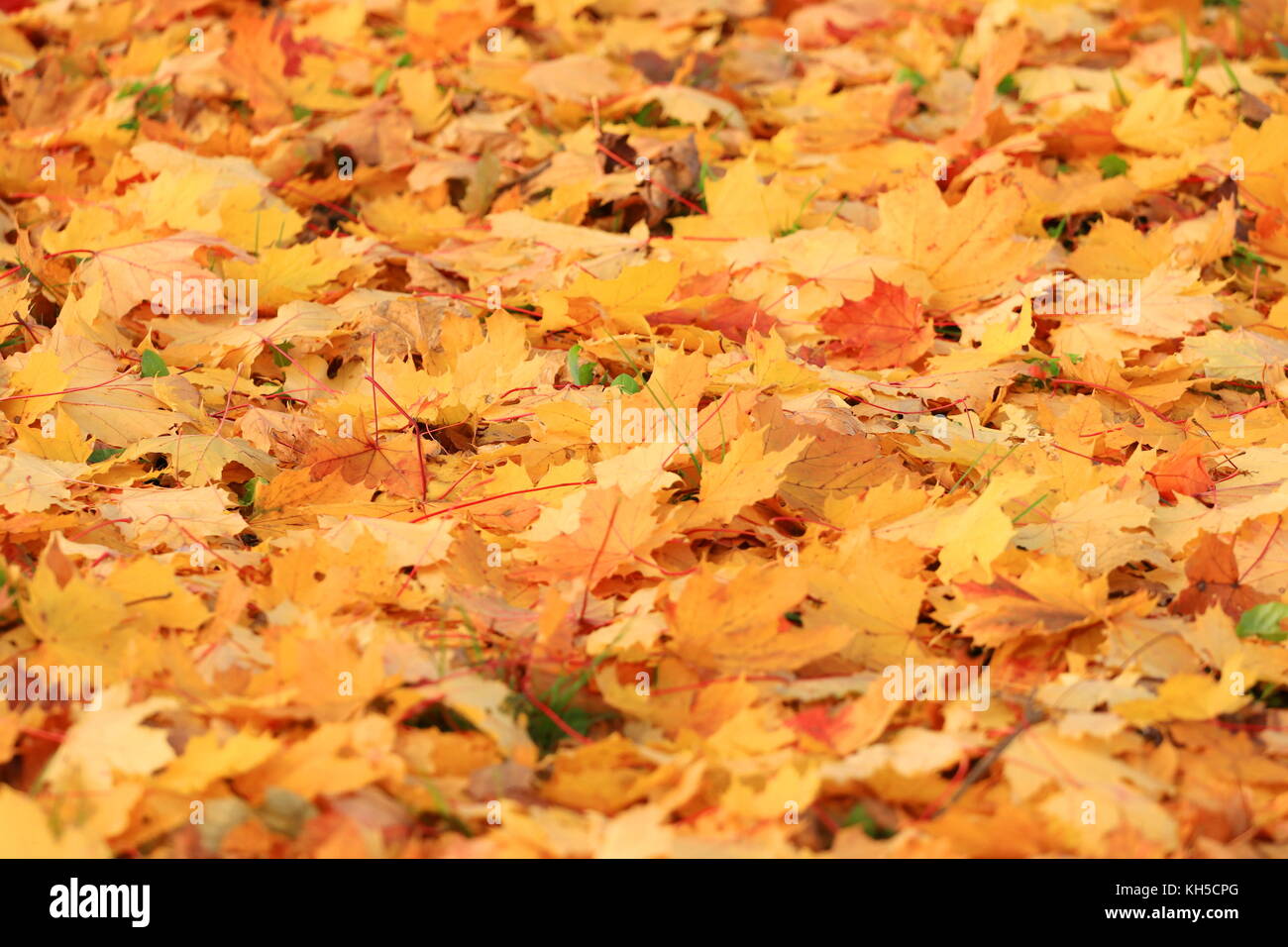 Goldene Herbst Blätter auf dem Boden Stockfoto