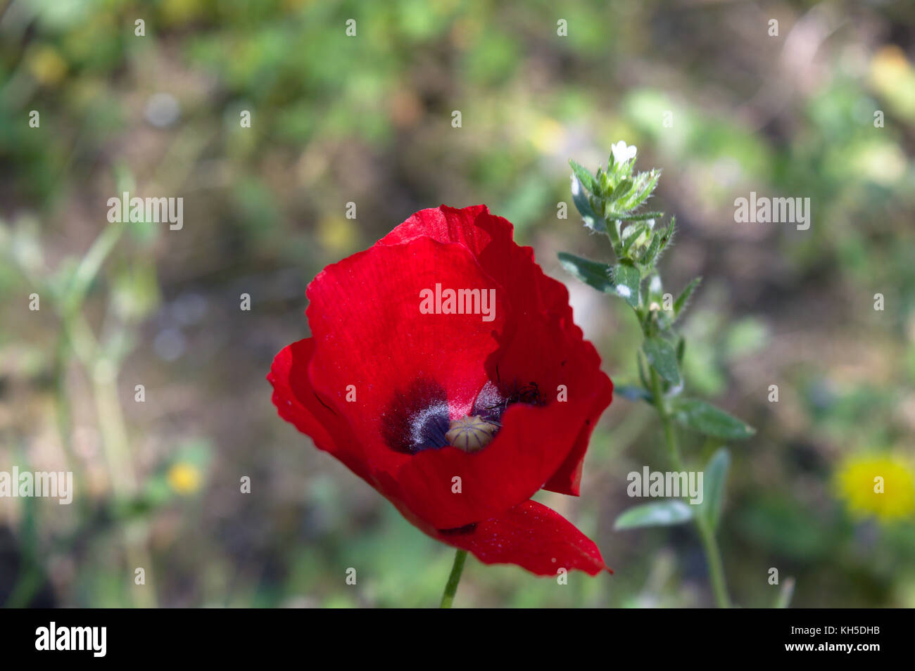 Philopappos Hügel, Athen, Attika, Griechenland Stockfotografie Alamy