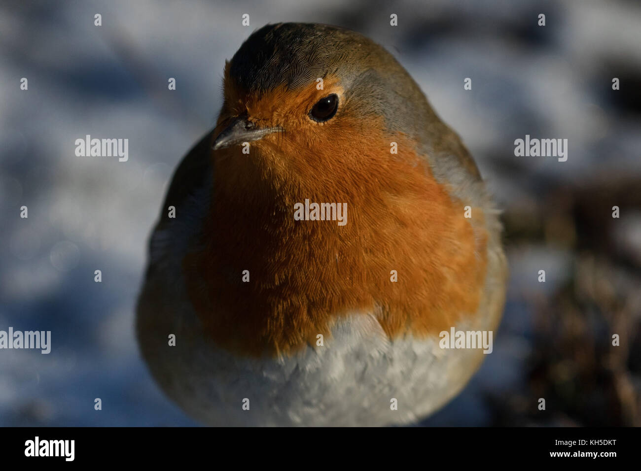 Robin mit Blick auf die Kamera an der RHS Gärten, Harlow Carr, Harrogate, England, UK. Stockfoto