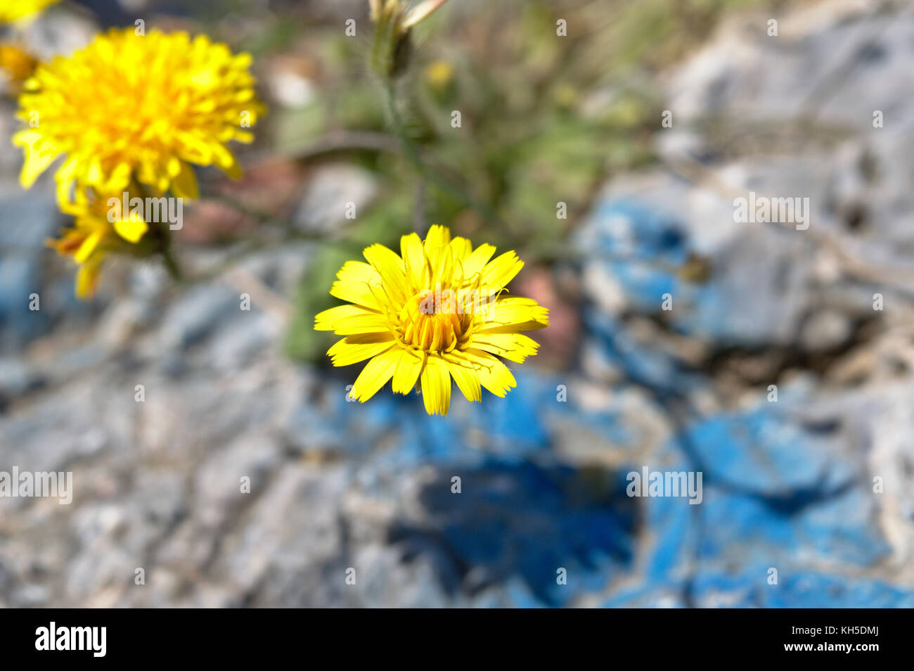 Gelbe daisy auf philopappos Hügel, Athen, Attika, Griechenland Stockfoto
