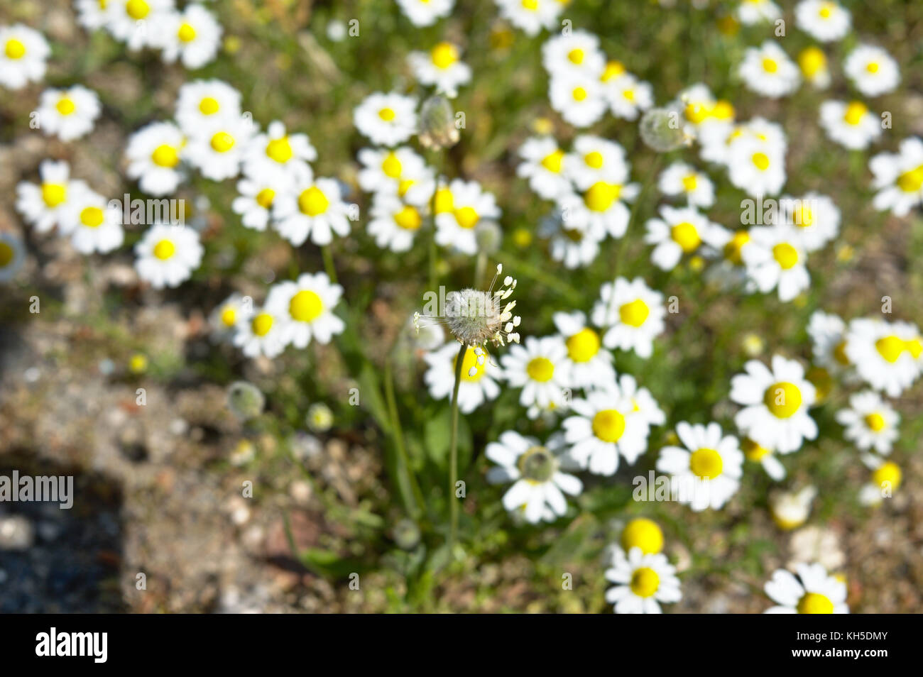 Weißen Gänseblümchen auf philopappos Hügel, Athen, Attika, Griechenland Stockfoto