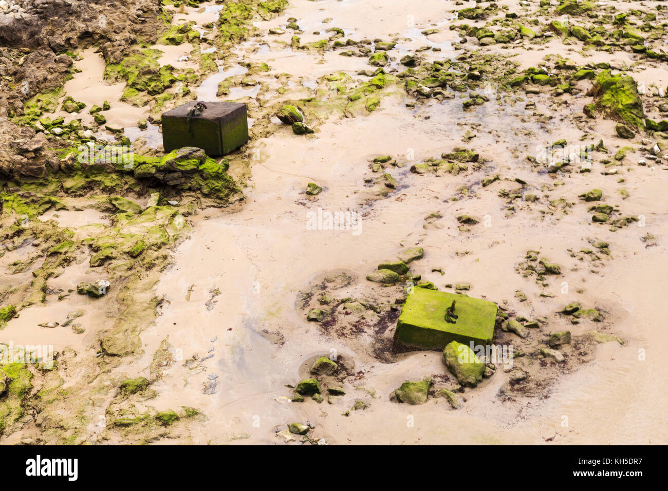 Boot Liegeplatz im grünen Algen bei Ebbe abgedeckt Stockfoto