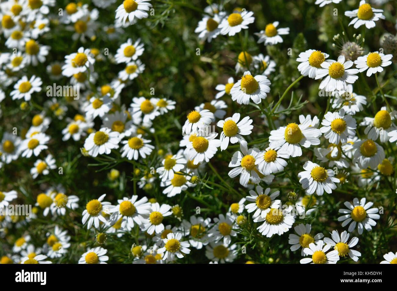 Weißen Gänseblümchen auf philopappos Hügel, Athen, Attika, Griechenland Stockfoto
