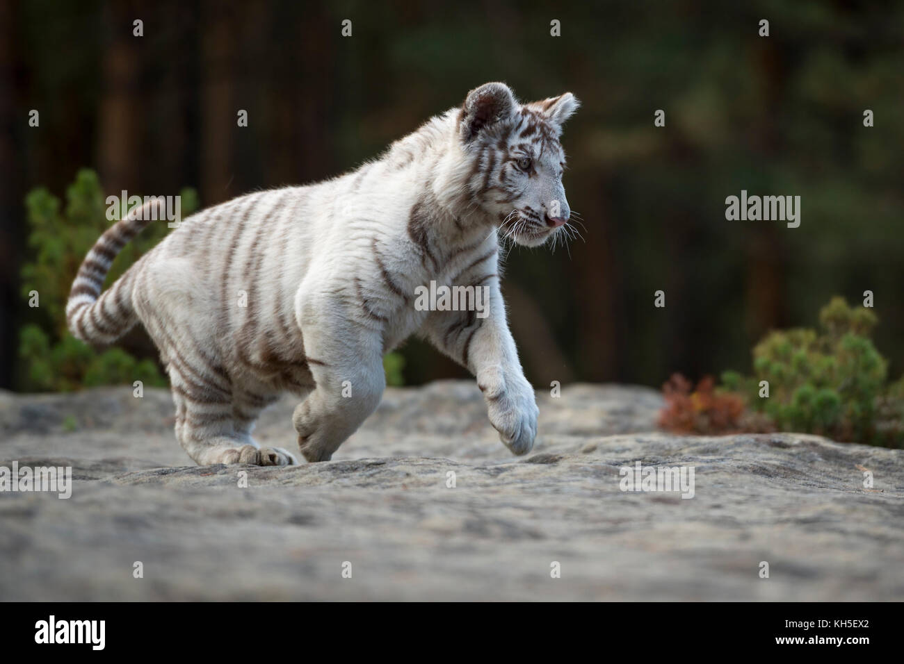Bengaler Tiger ( Panthera tigris ), weiß, junges Tier, heranwachsen, laufen, über Felsen am Waldrand springen, voller Freude. Stockfoto