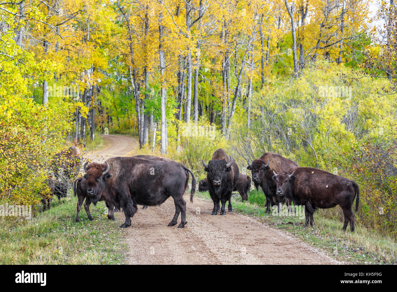 Plains Bisons (Bison bison Bison) oder American Buffalo, Riding Mountain National Park, Manitoba, Kanada. Stockfoto