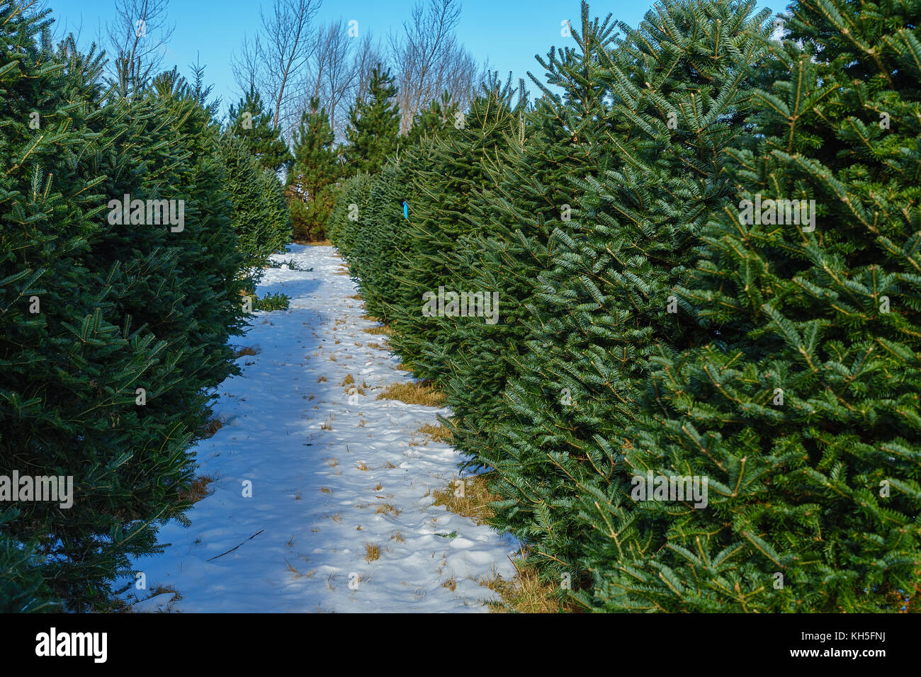 Christmas Tree Farm im ländlichen Amerika. Stockfoto