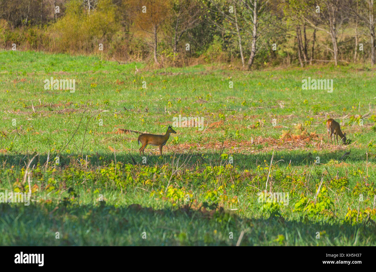 Great Smoky Mountains National Park. Cades Cove Loop Road. Stockfoto