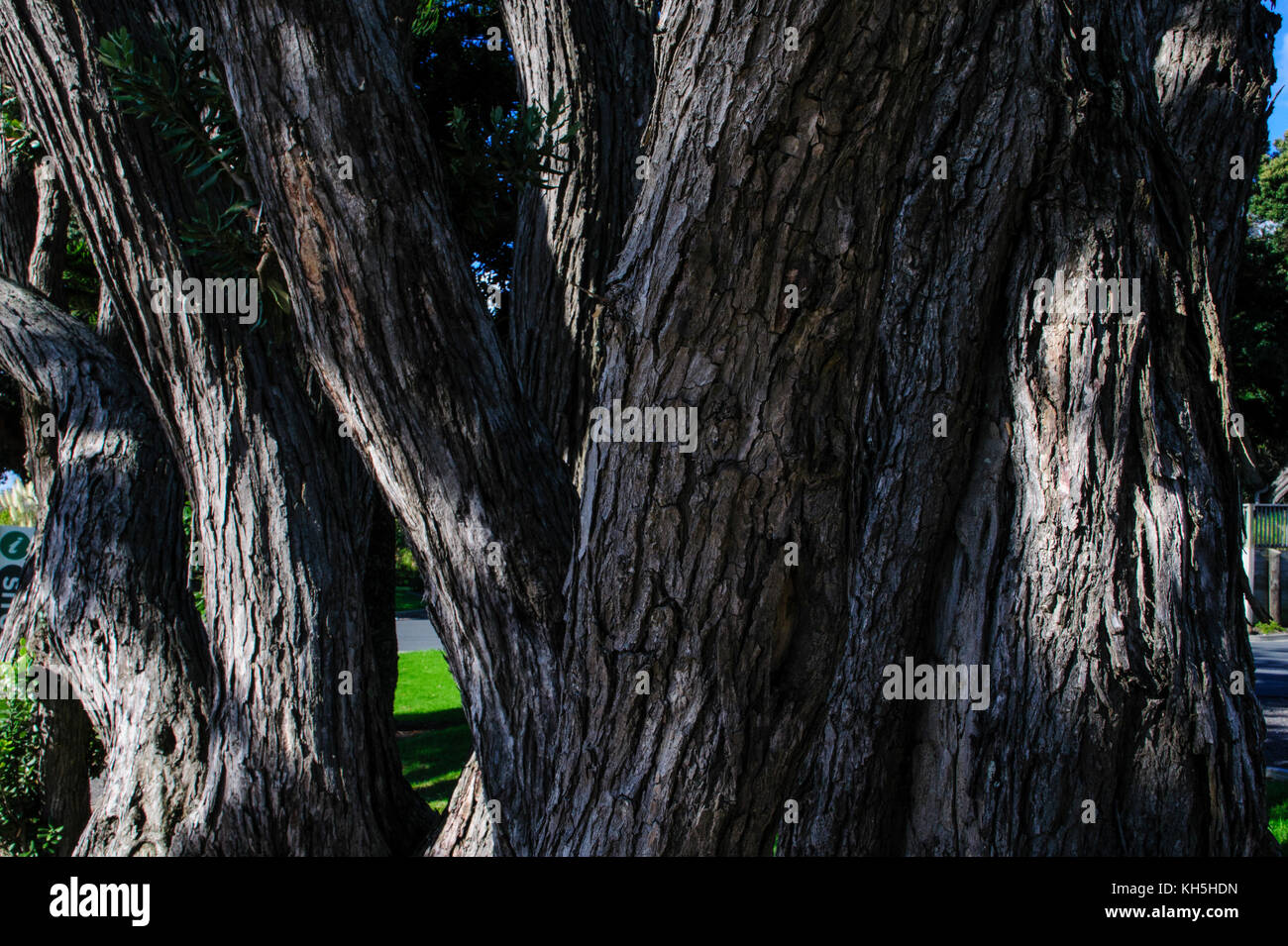Baum cloes, Westcoast Northland. North Island, Neuseeland Stockfoto