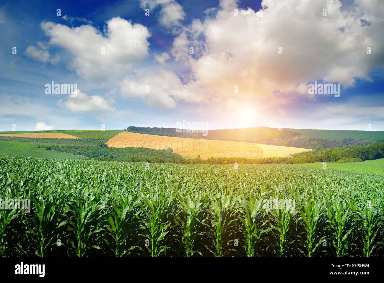 Helle Sonne über einem Feld von Mais. Frühling Landschaft. Stockfoto