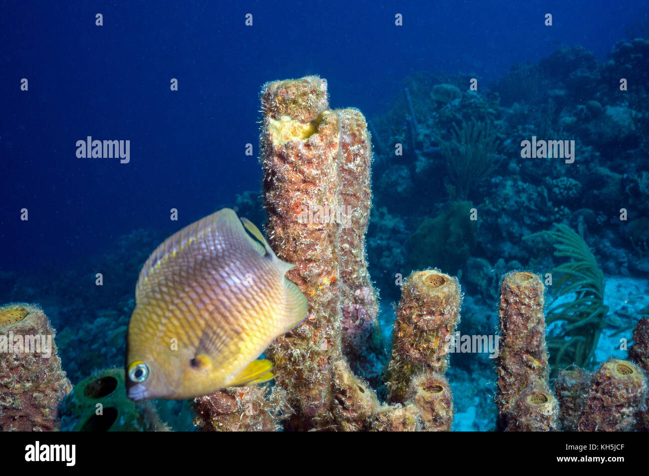 Threespot Riffbarsche Bonaire Stockfoto