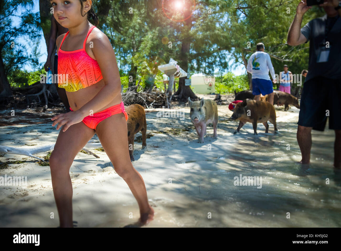 Berühmte schwimmende Schweine von Abaco Stockfoto