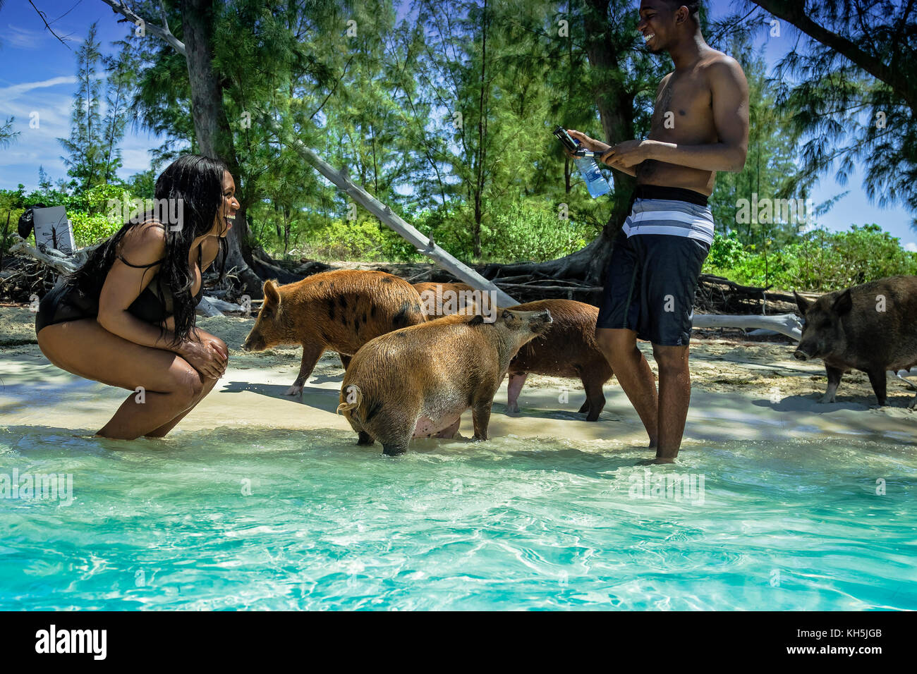 Berühmte schwimmende Schweine von Piggy Ville Stockfoto
