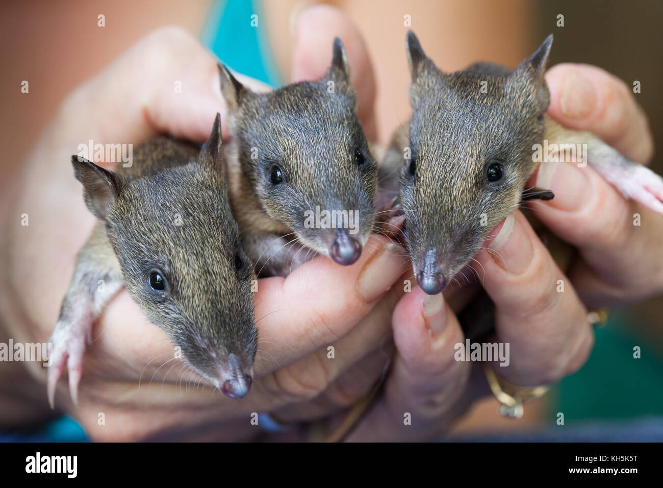 Orphan Northern Brown Bandicoots (Isoodon macrourus) in der Pflege. Port Douglas. Queensland. Australien. Stockfoto