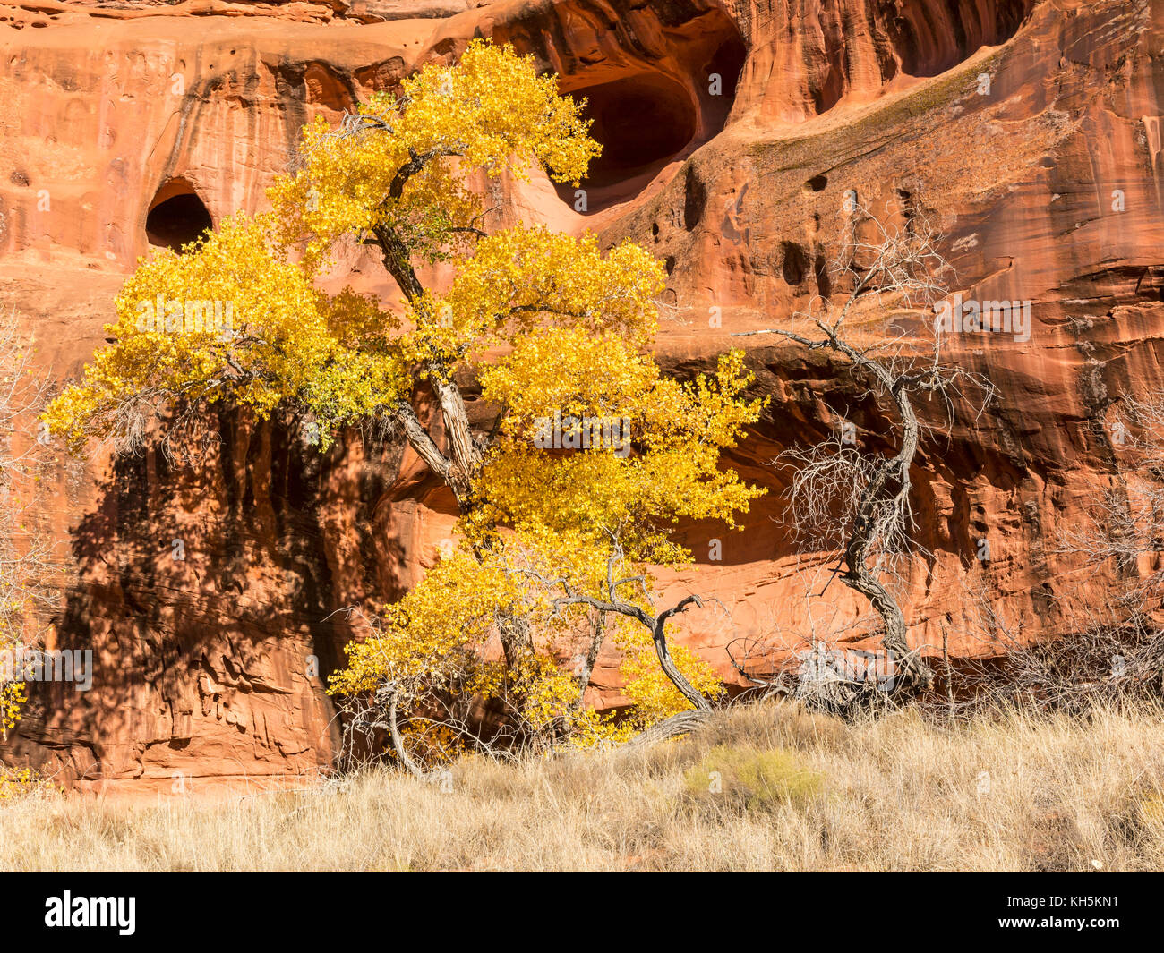 Cottonwood Bäumen im Herbst Farbe gegen die roten Felsen und Höhlen von Neon Canyon, Grand Staircase Escalante National Monument in Utah. Stockfoto