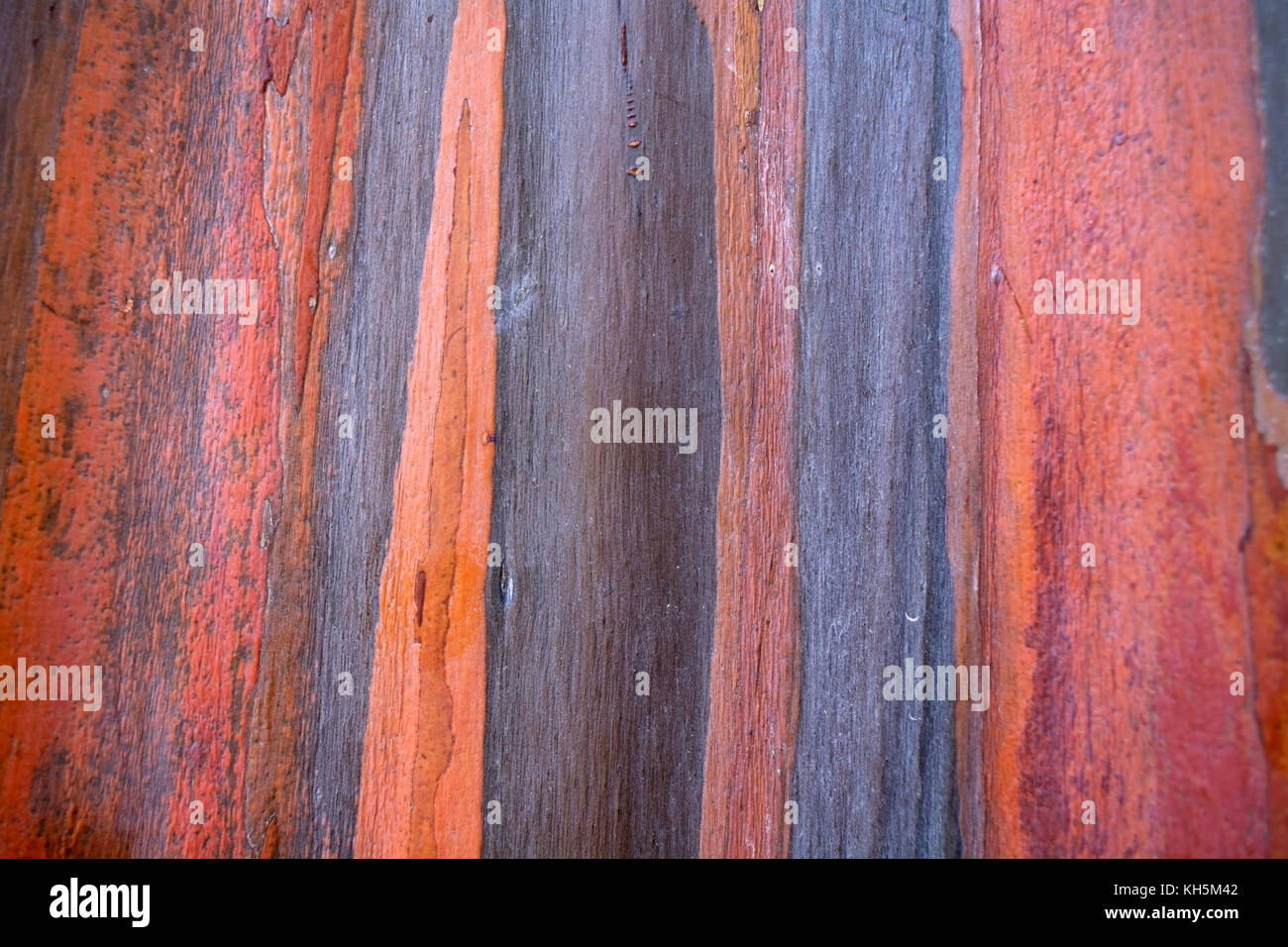 Bunte Muster Von Rainbow Eukalyptus Baumrinde Als