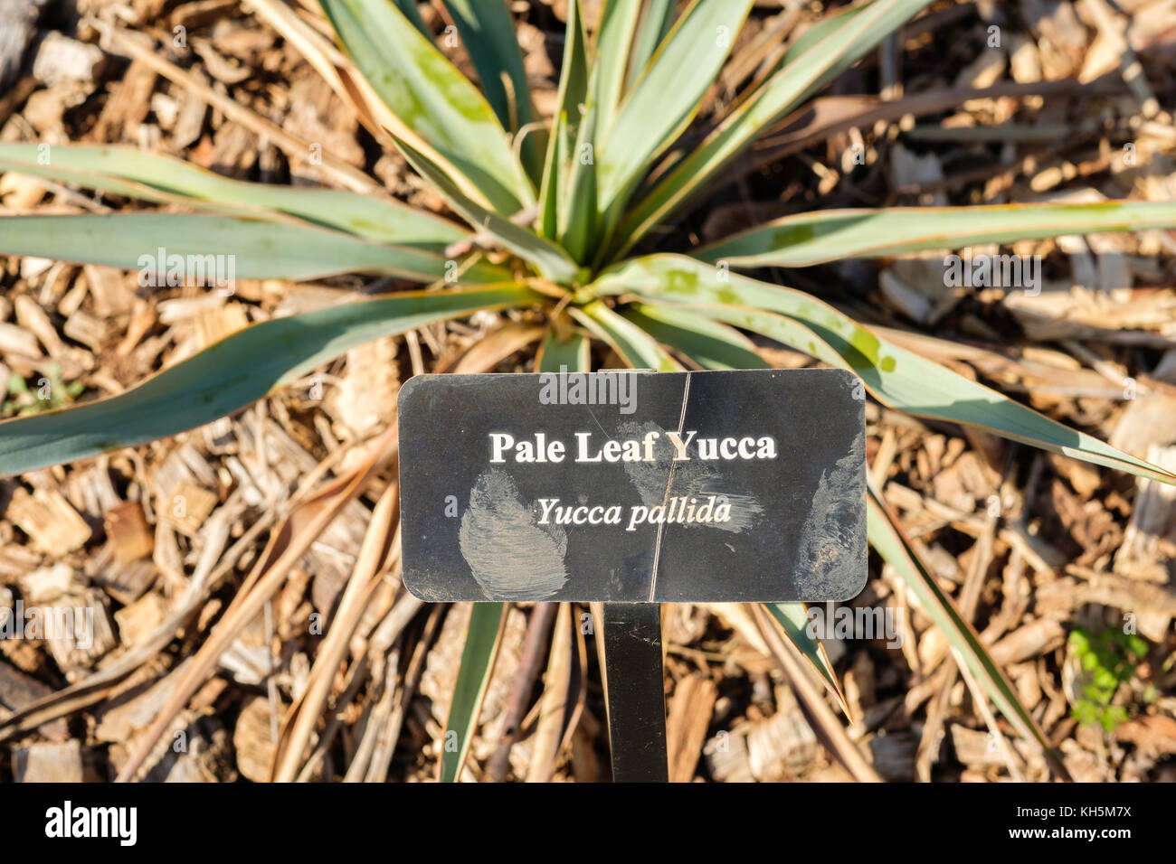 Blasses Blattgrün Yucca, Yucca Githago, beheimatet in den nördlichen Mexiko und die blackland Prärien des nördlichen und zentralen Texas nach einem Einfrieren. Oklahoma, USA. Stockfoto