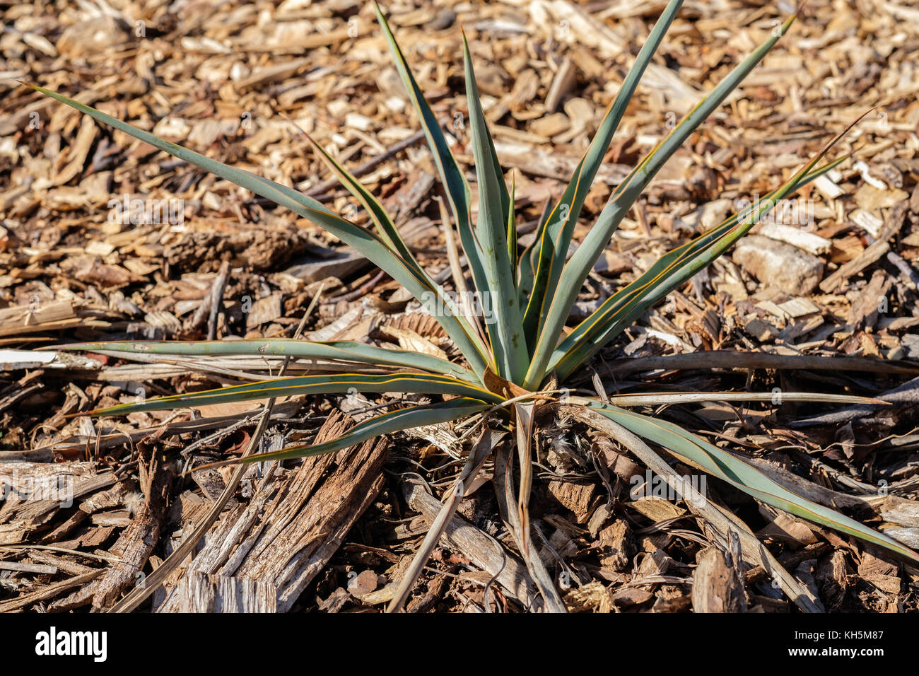 Blasses Blattgrün Yucca, Yucca Githago, beheimatet in den nördlichen Mexiko und die blackland Prärien des nördlichen und zentralen Texas nach einem Einfrieren. Oklahoma, USA. Stockfoto