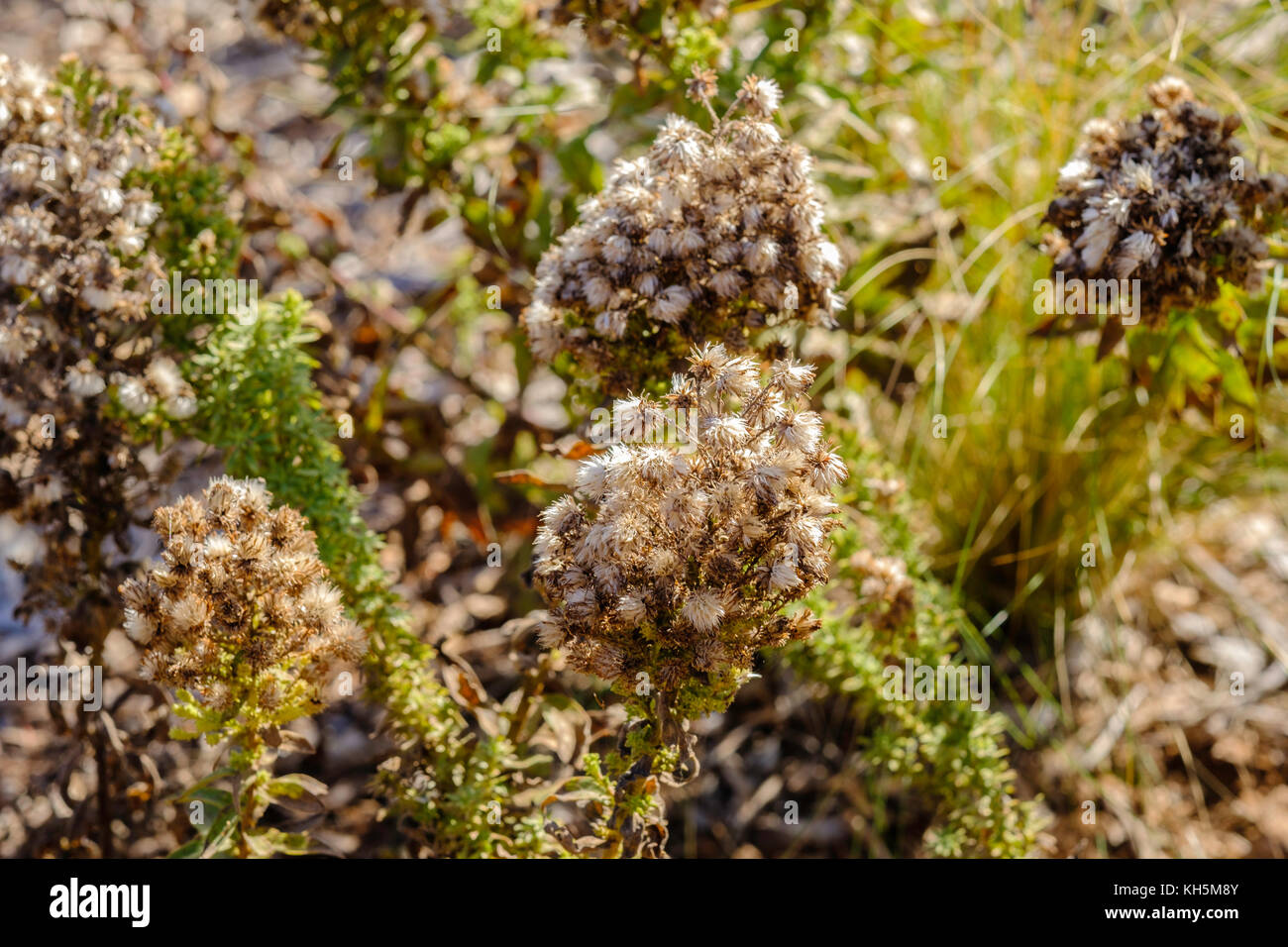 Goldrute Solidago, "getrocknete Wichita Mountains' zu Winter Farbe und Form nach einem Einfrieren in Oklahoma, USA. Stockfoto