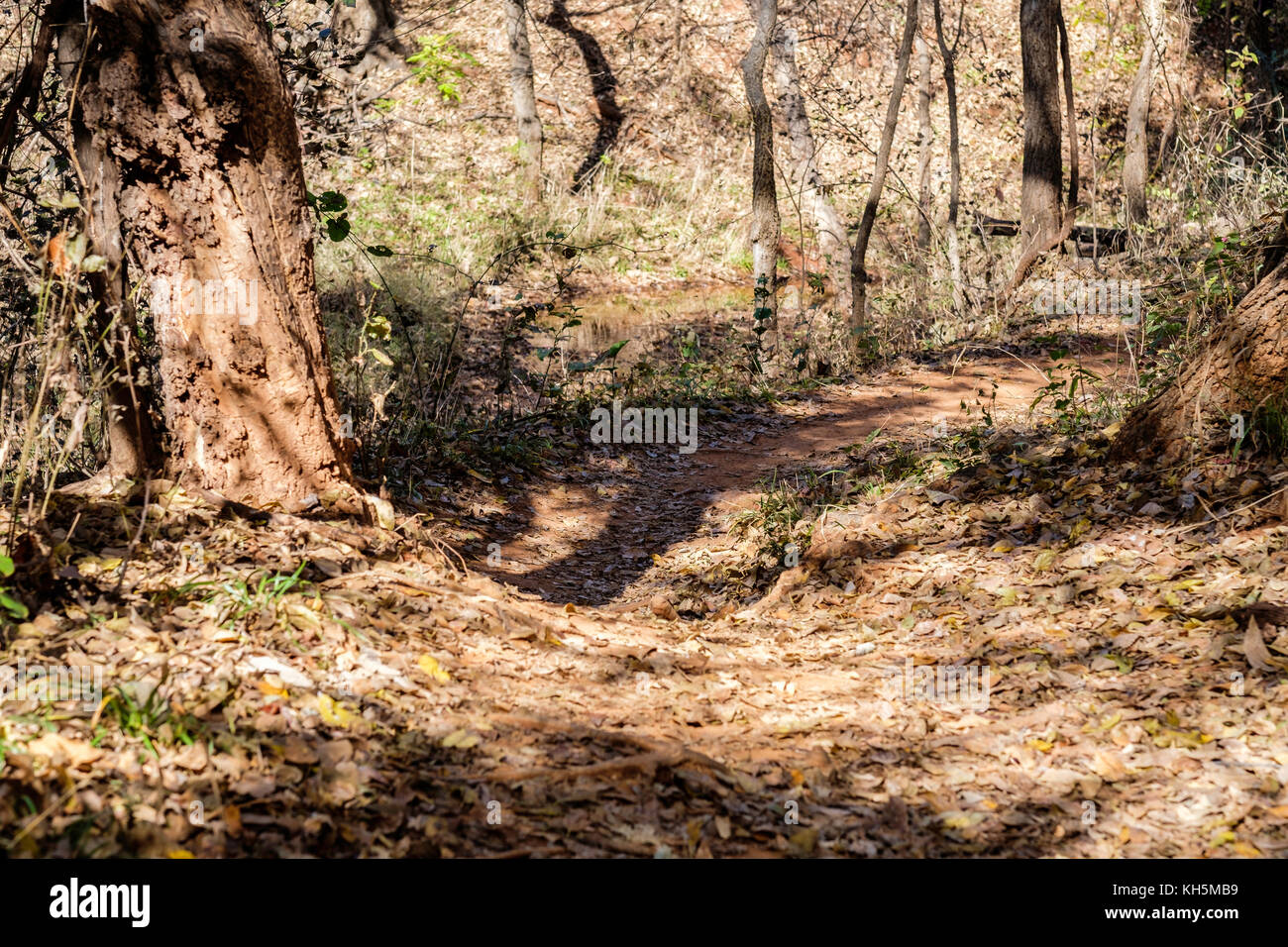 Ein Radweg durch den Wald Bluff Creek Trail, Bluff Creek Park in Oklahoma City, Oklahoma, USA. Stockfoto