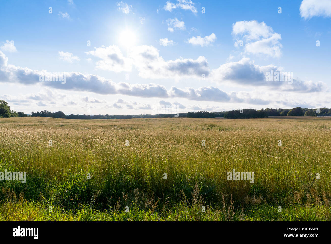 Offene Felder (Flynderupgaard), Espergaerde, Dänemark Stockfoto