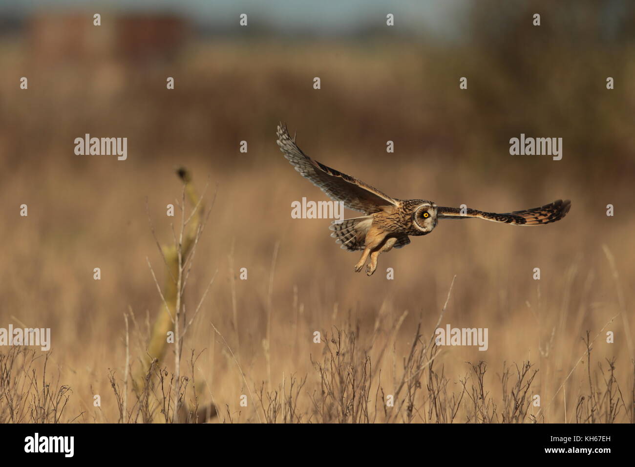 Jagd auf eine Kurzohreule, drei Bilder einer Eule, die über eine Mossland-Wiese fliegt Stockfoto