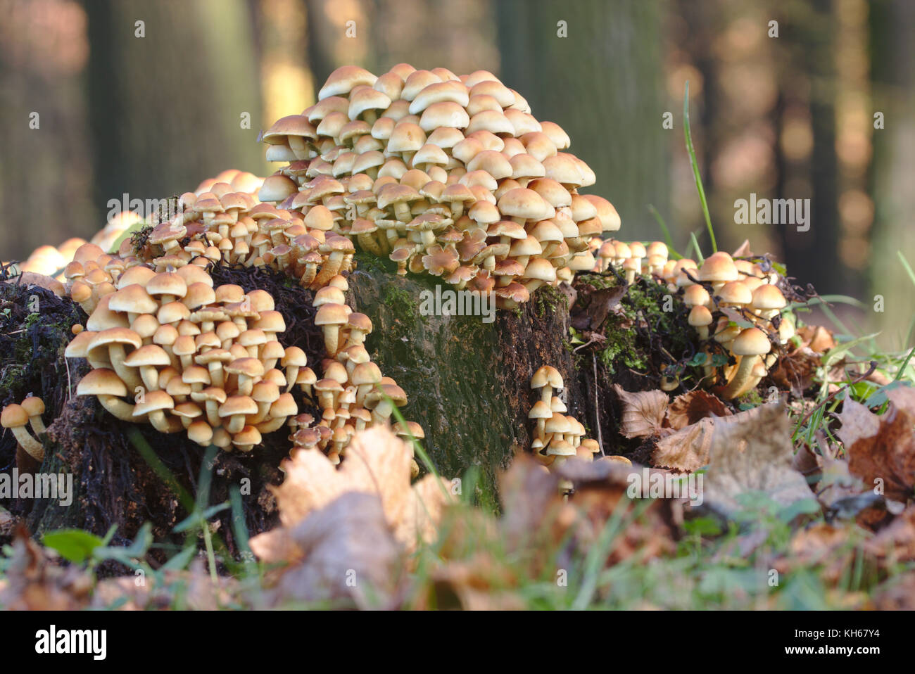 Hypholoma lateritum Pilze wachsen auf einem Baumstamm Stockfoto