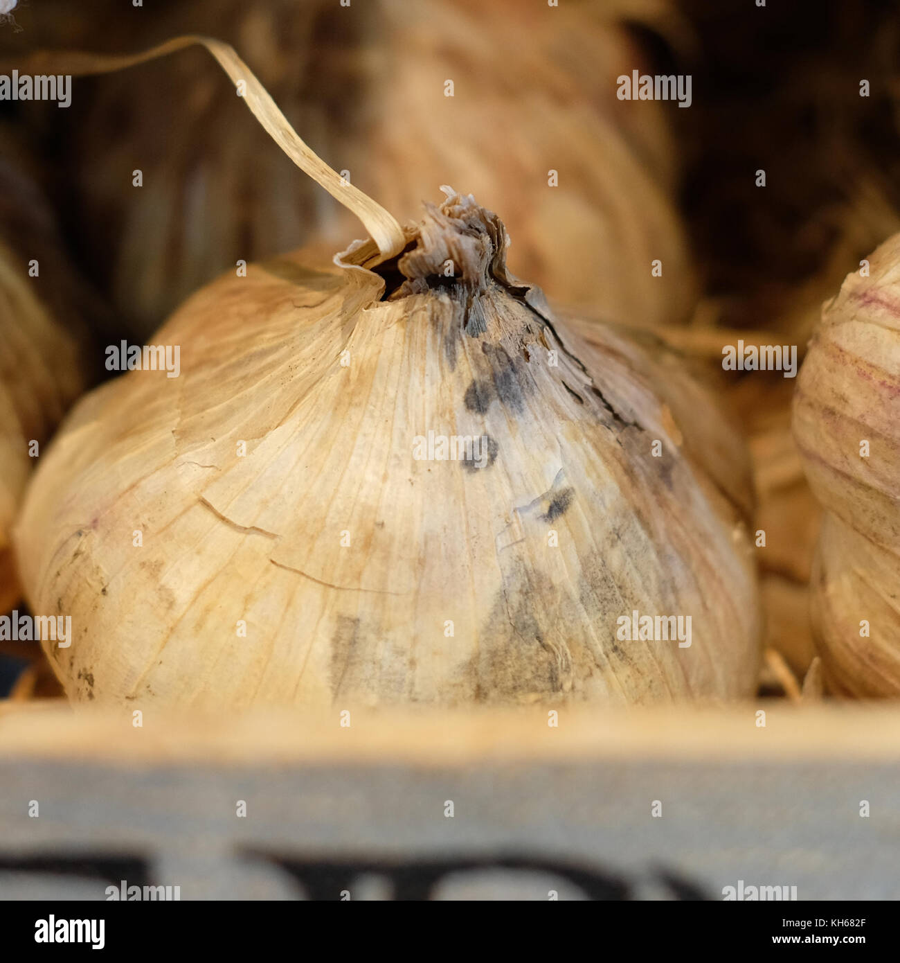 Frischer Knoblauch Zwiebeln in natürlichem Licht fotografiert. Stockfoto