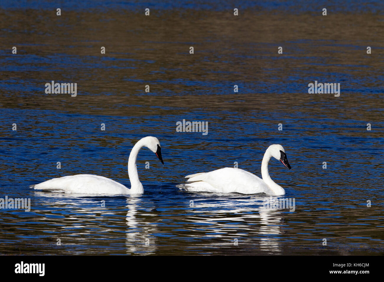 Zwei Erwachsene trumpeter Schwäne Stockfoto