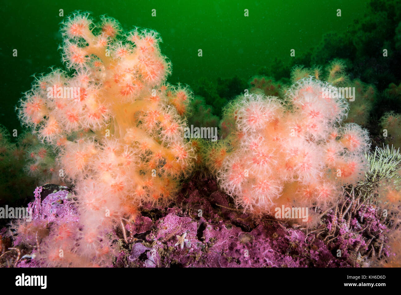 Red soft Coral am Bonaventure Island im Golf von St. Lorenz-Strom Stockfoto