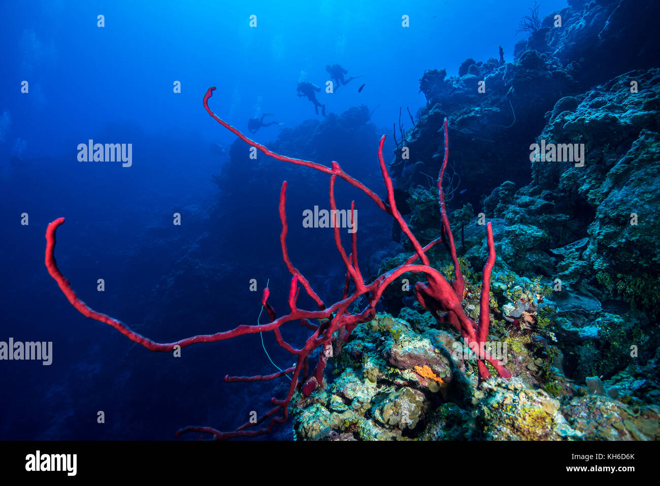 Unterwasser Marine und Meer schwamm auf Little Cayman Stockfoto