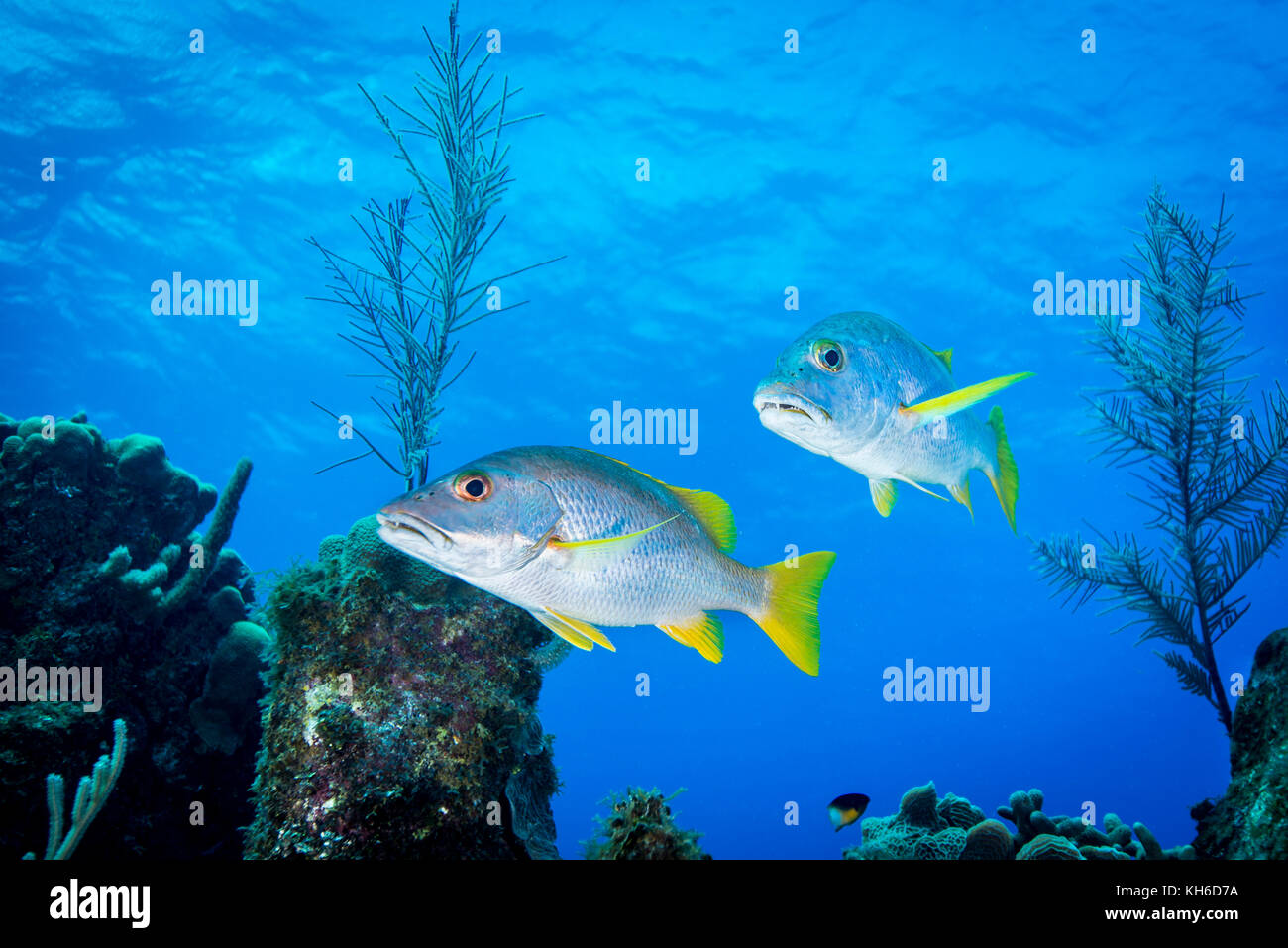 Coral Reef und Schulmeister Fisch in der Karibik Stockfoto