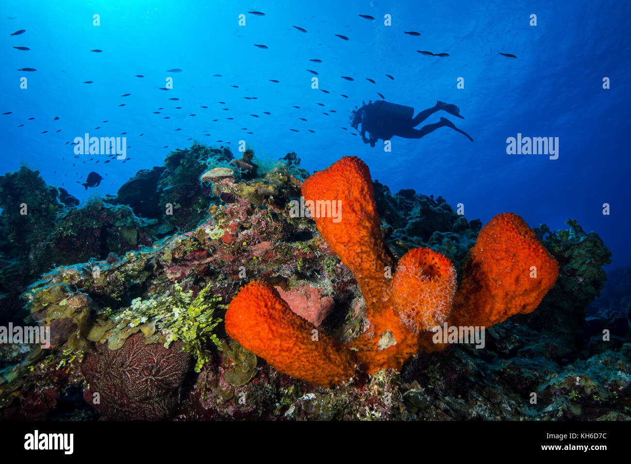 Unterwasser Marine, Marine, Schwamm und Scuba Diver in Little Cayman Stockfoto