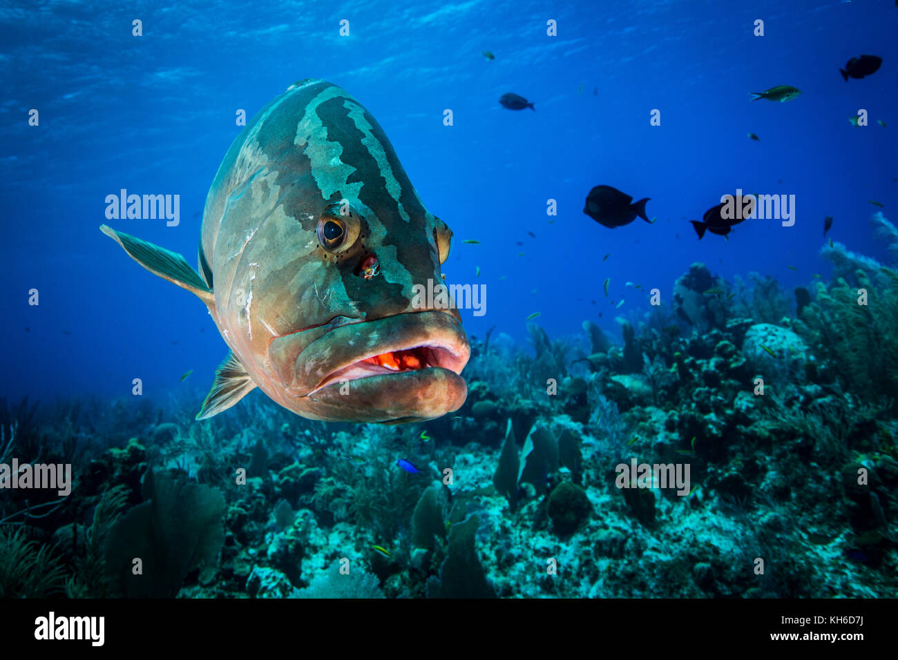 Unterwasser Marine und Nassau Grouper an Little Cayman Stockfoto