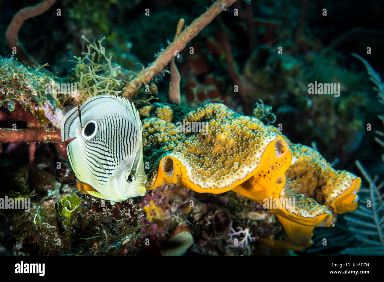 Unterwasser Marine und Foureye Falterfische auf Little Cayman Stockfoto