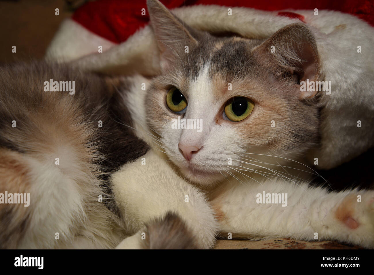 Porträt einer niedlichen dreifarbige Katze. Stockfoto