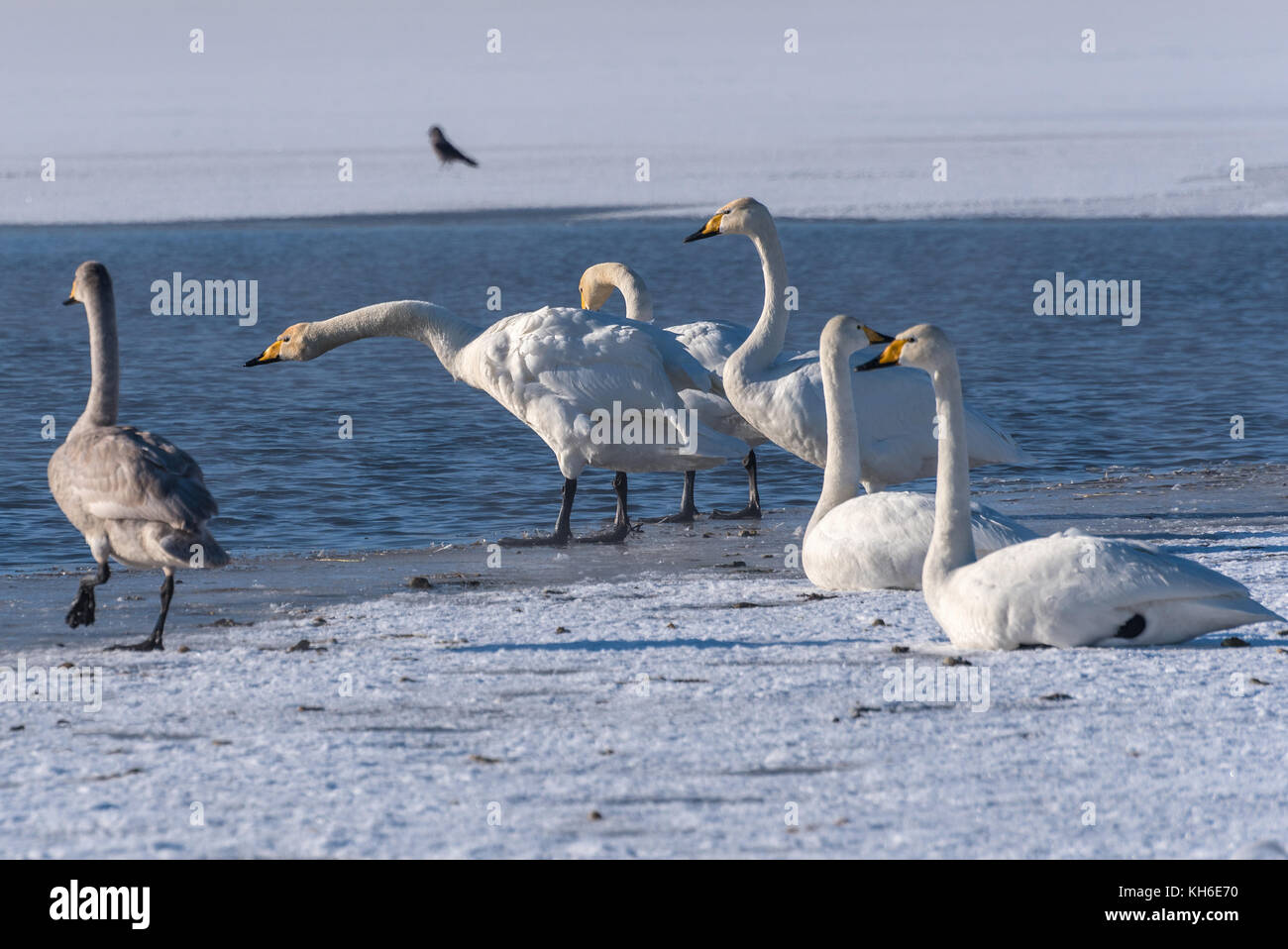 Junge Schwäne Spaziergang auf dem Schnee am Ufer des Sees im Winter sonniger Tag Stockfoto