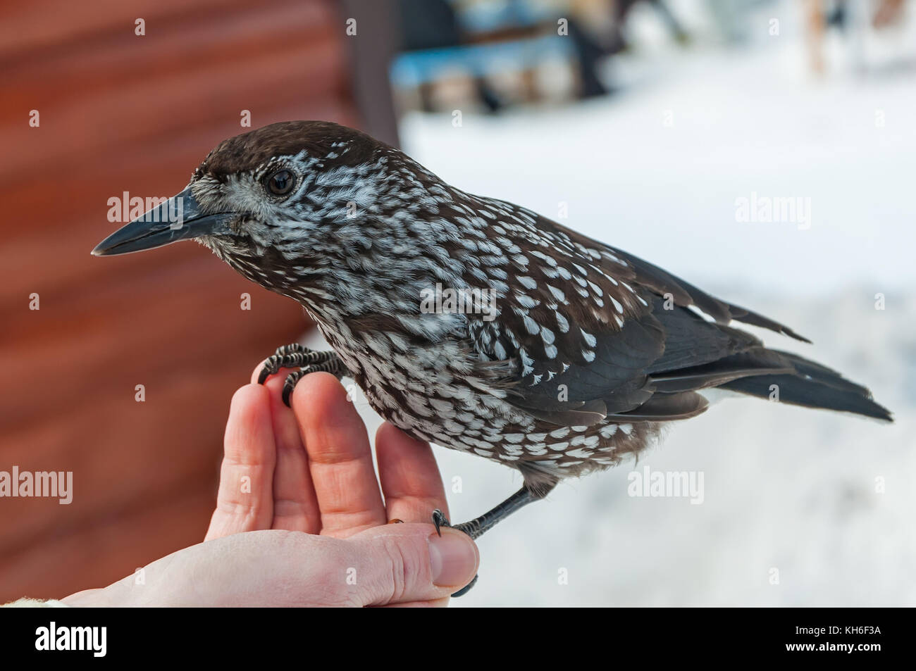 Vogel Nussknacker Nahaufnahme sitzen auf der Hand mit Pinienkernen Stockfoto