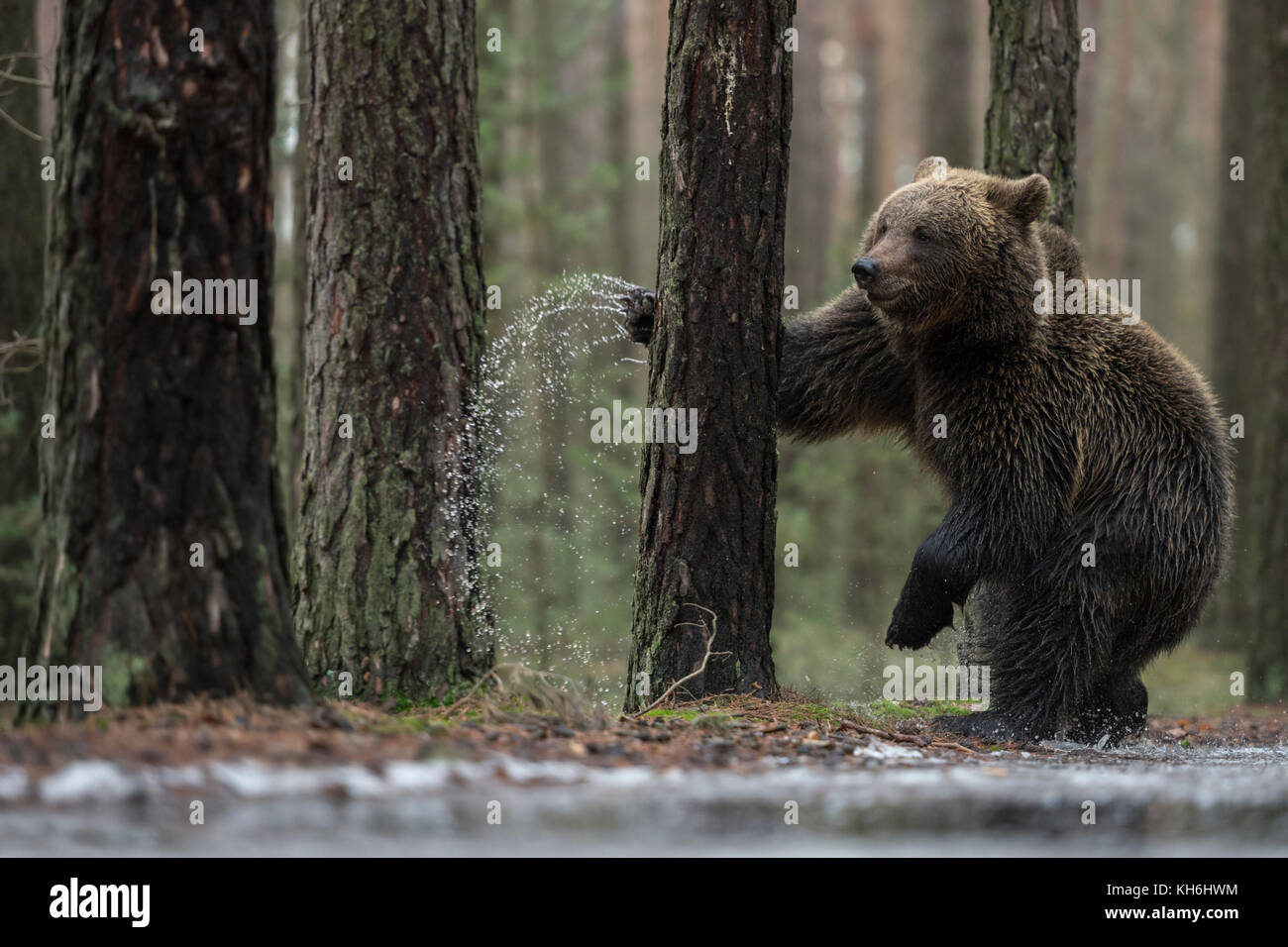 Europäischer Braunbär ( Ursus arctos ), jung, auf Hinterbeinen neben einer gefrorenen Pfütze stehend, Boxen, mit einem Baum kämpfen, sieht lustig aus, Europa. Stockfoto