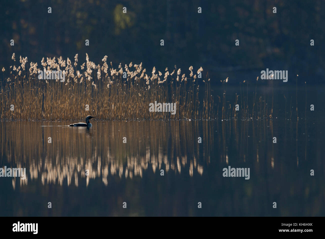 Black-throated Loon/arctic Loon/prachttaucher (gavia arctica), Schwimmen vor Schilf, an einem schönen sonnigen Morgen irgendwo in Schweden, scandina Stockfoto