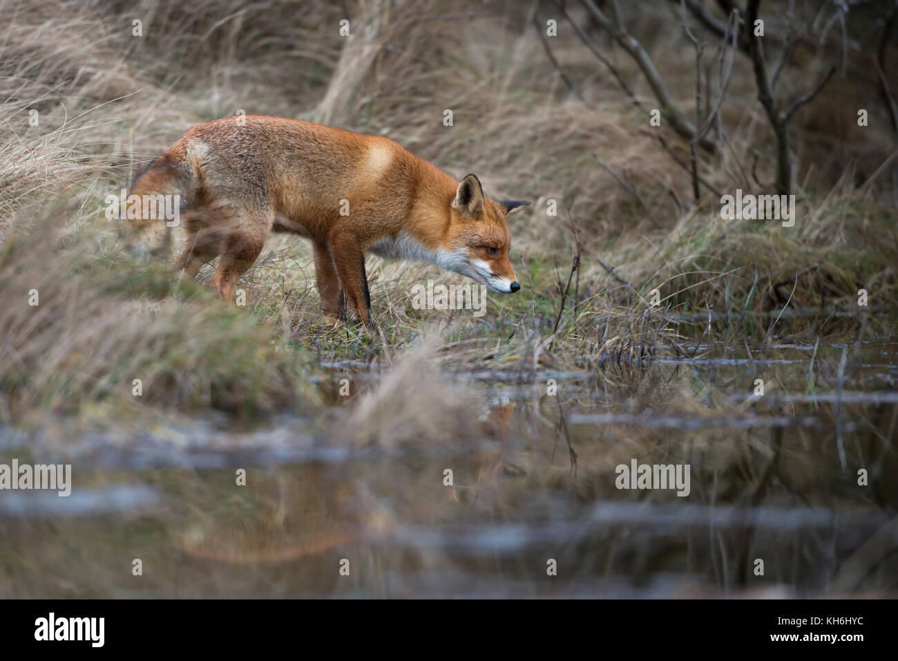 Red Fox/Rotfuchs (Vulpes vulpes) Erwachsenen, in der typischen Umgebung, die Jagd auf einen Körper von Wasser, kleinen See im Wald, Spiegelung, Wildlife, Europa. Stockfoto