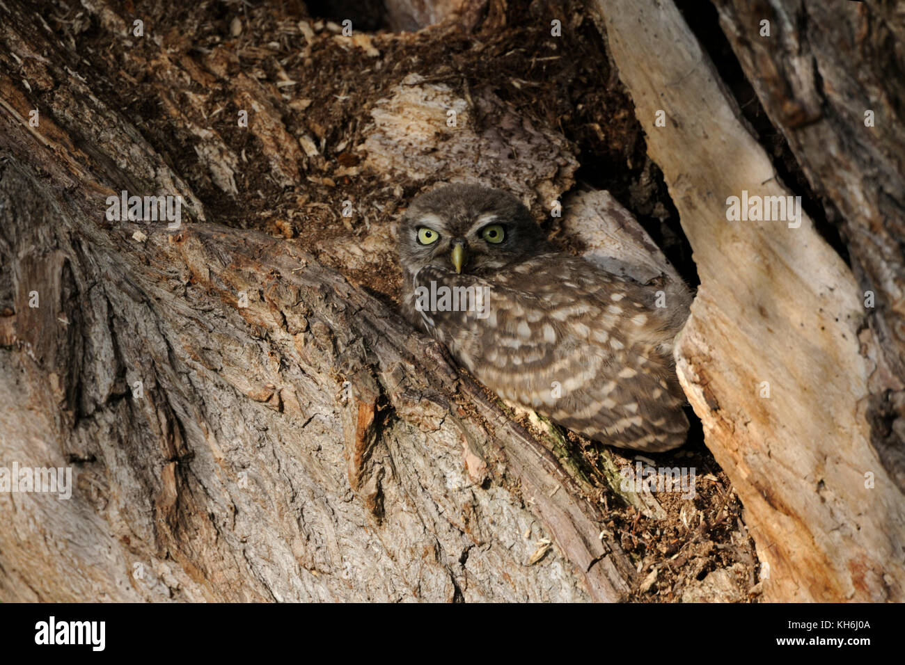 Kleine Eule ( Athene noctua ), junger Jugendlicher, flügge, versteckt sich über Tag in einem alten Weidenbaum, gut getarnt, beobachten, Tierwelt, Europa. Stockfoto