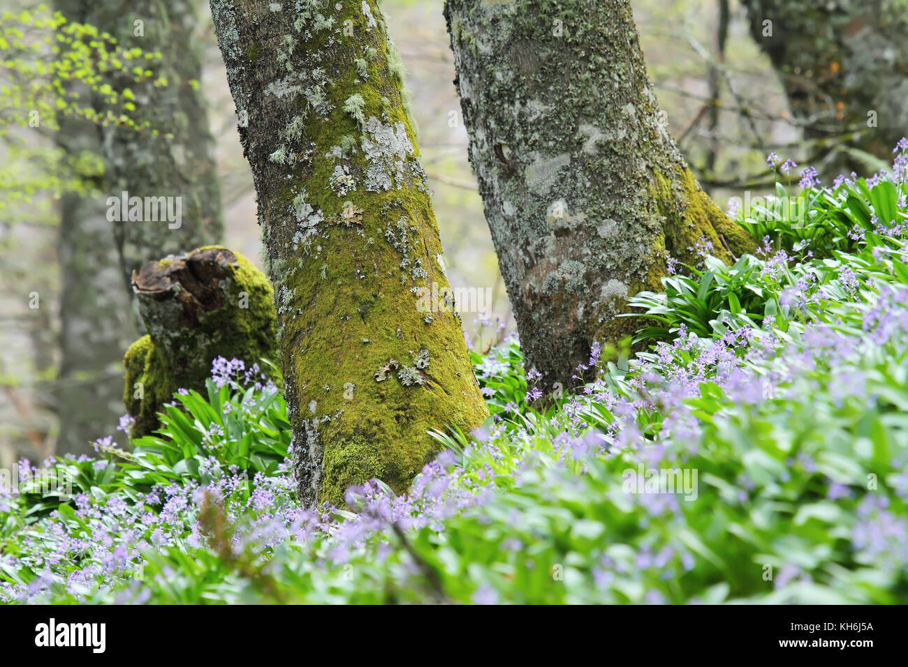 Frühling Blick auf zwei beech Trunks über die Blumen im Boden steigenden Stockfoto