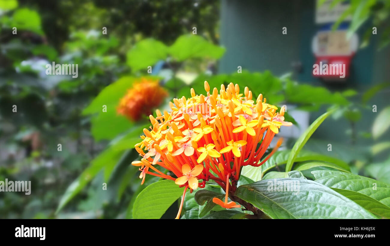 Blume an botanischen Gärten, Singapur Stockfoto