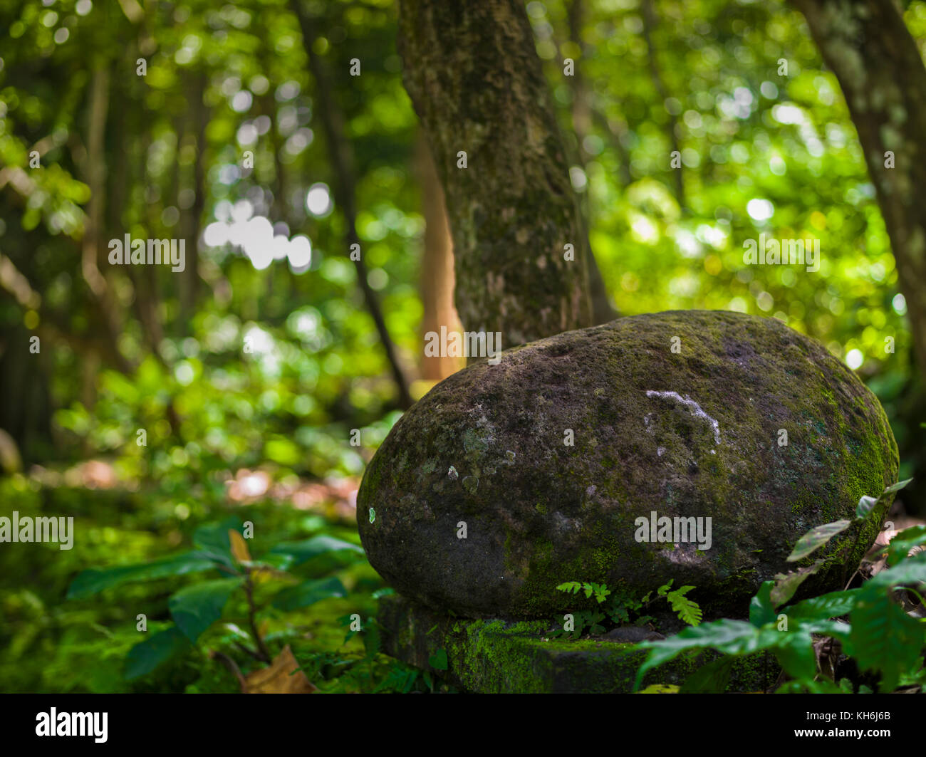 Asiatische tropischer Wald, Wald, Gesträuch, Gras, Indonesien, Bali Stockfoto