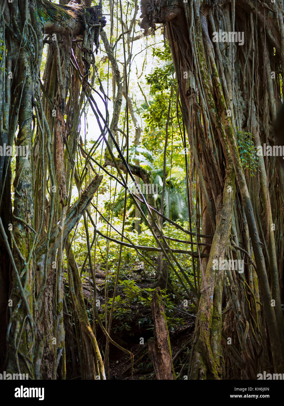 Asiatische tropischer Wald, Wald, Gesträuch, Gras, Indonesien, Bali Stockfoto