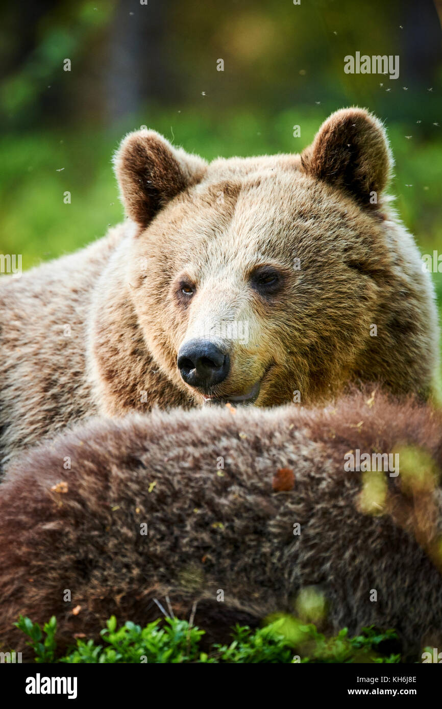 Porträt einer wunderschönen braunen Bären frontal fotografiert in der finnischen Taiga Stockfoto
