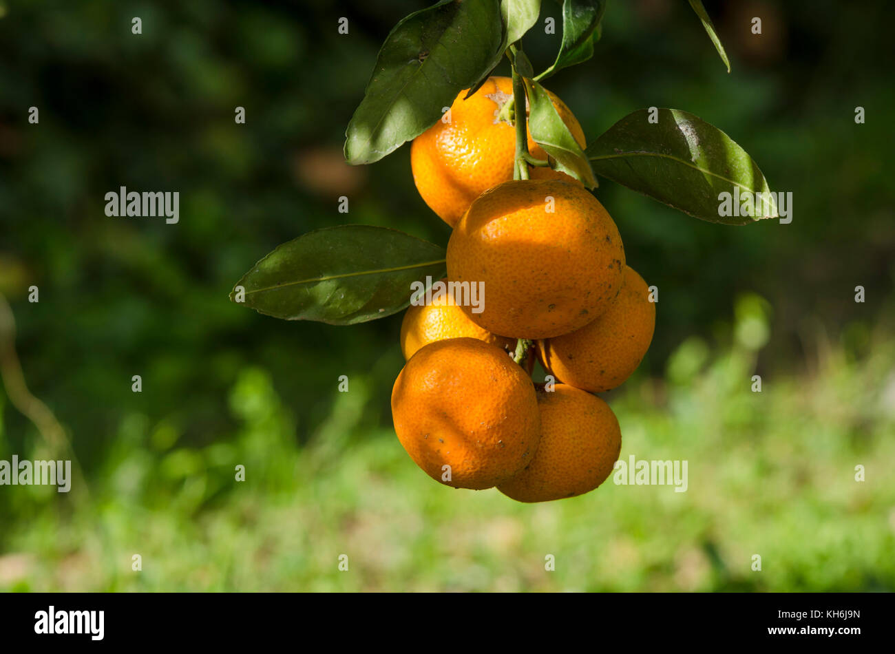 Mandarinen, Clementinen am Baum reifen, Spanien hängen. Stockfoto