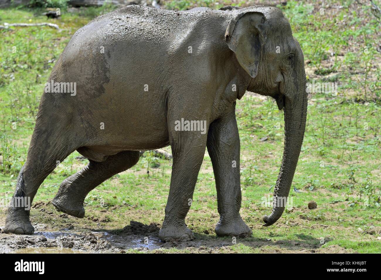 Der Spaziergang erwachsenen Mann aus Sri Lanka Elefant (elephas Maximus Maximus). Stockfoto